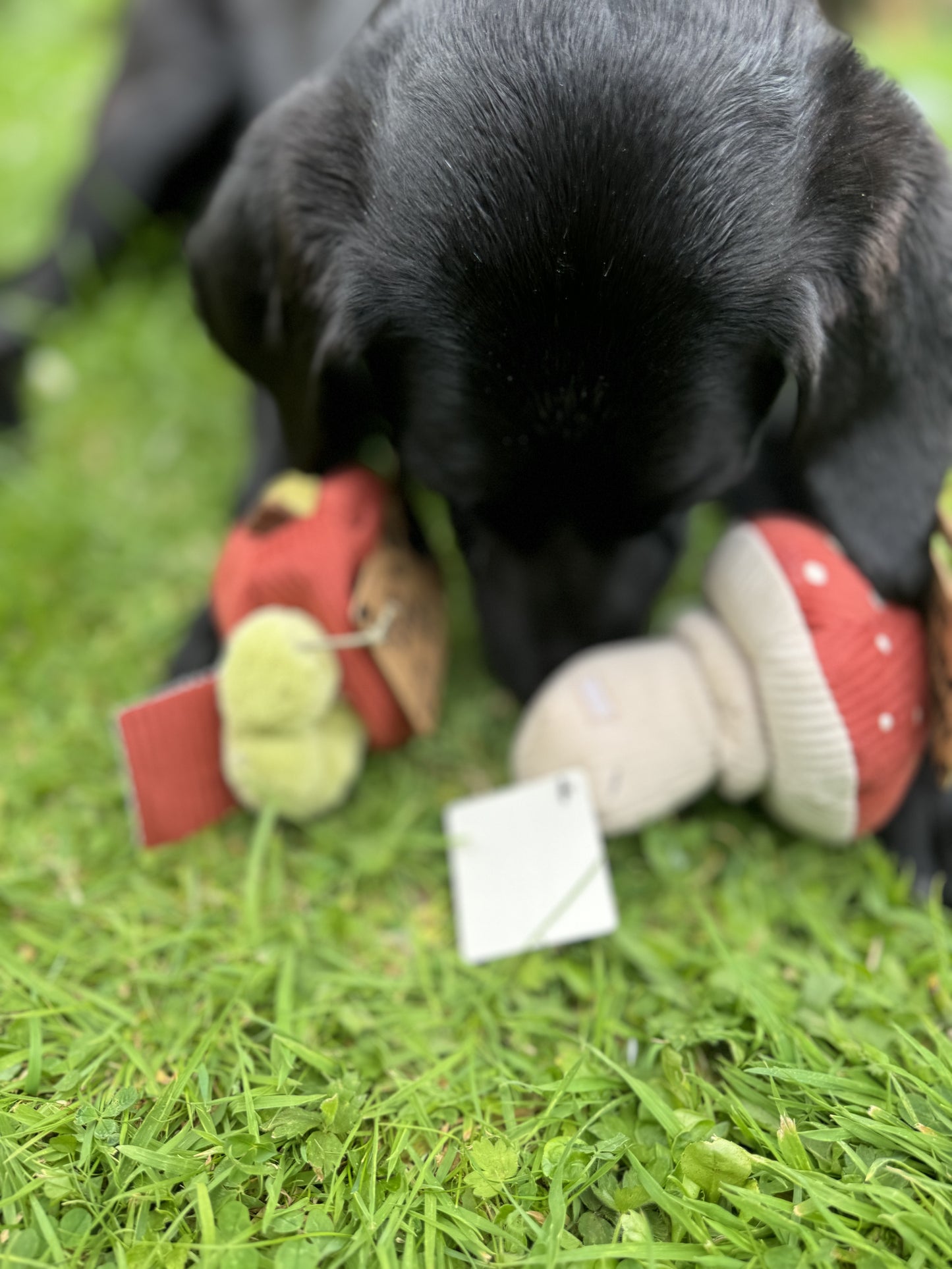 Apple - Snuffle Toy