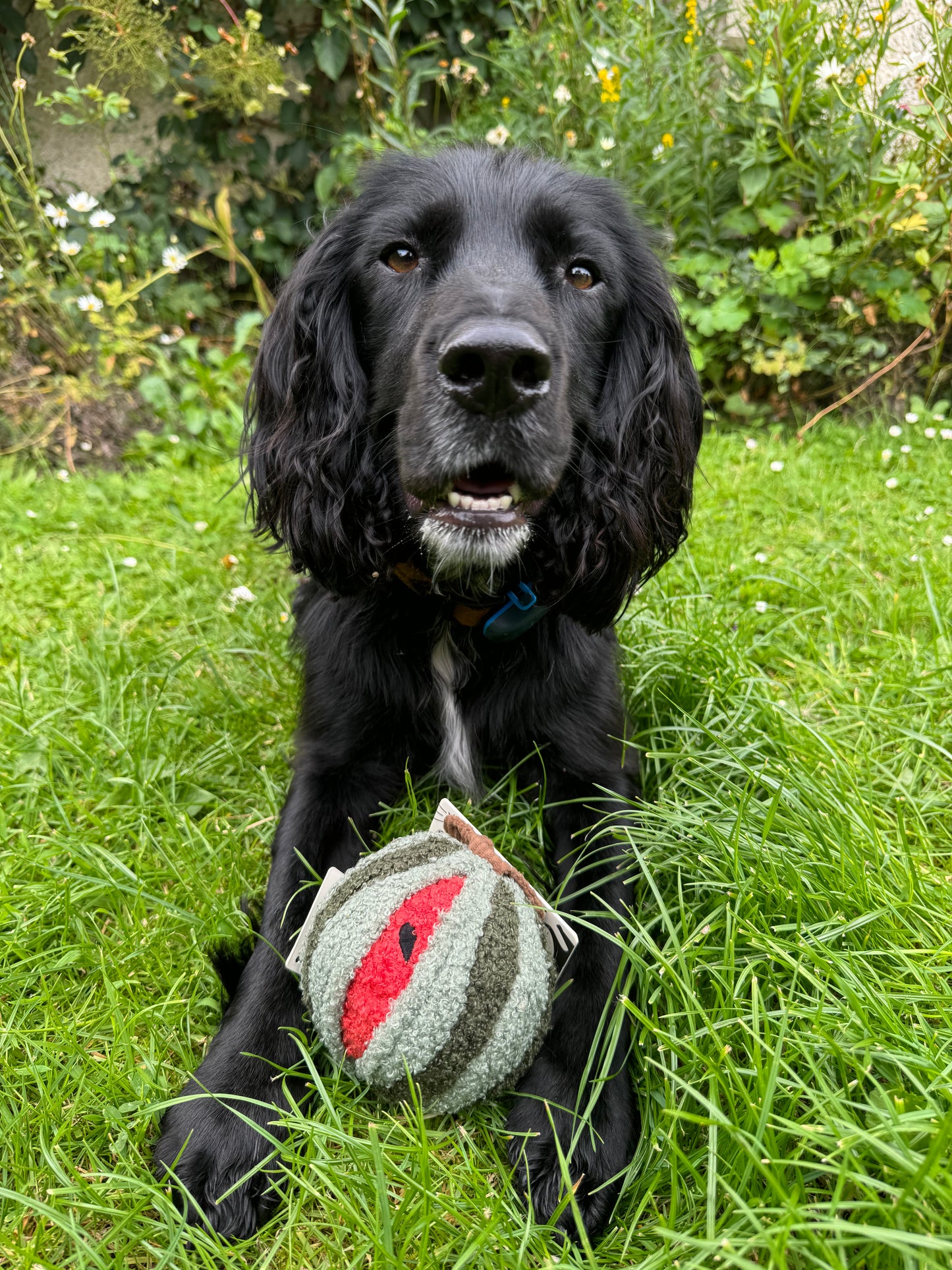 Watermelon Pop - Snuffle Toy