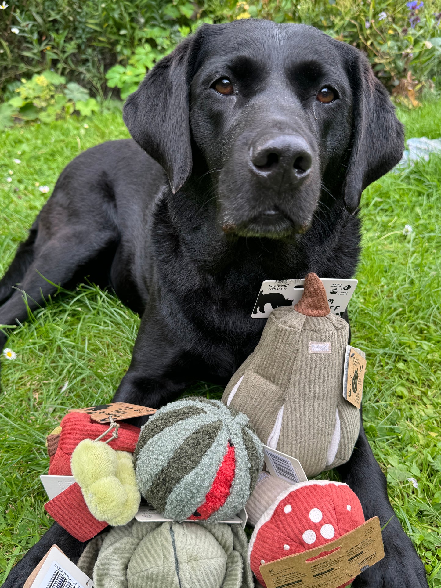 Butternut - Snuffle Toy